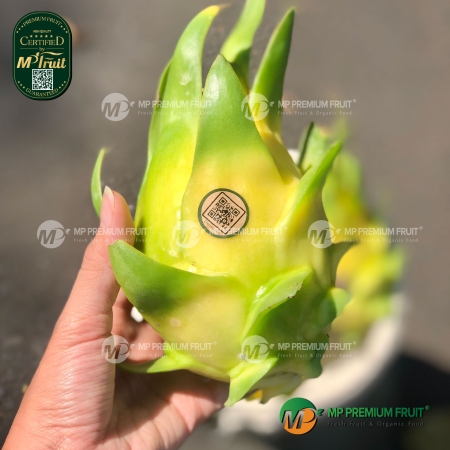 Thanh Long Vàng Giống Israel - Israeli Golden Pitaya - Israeli Yellow Dragon Fruit
