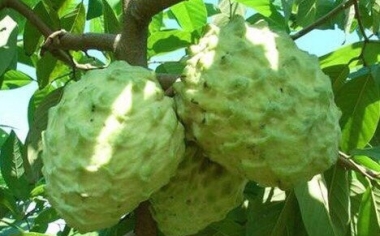 Trái Cây Nhập Khẩu Tại Quận 9 - Minh Phương Fruit