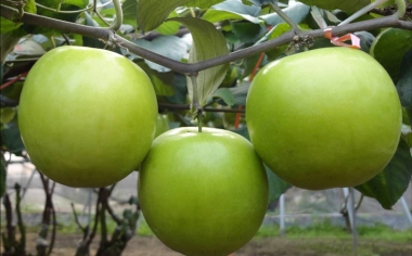 Trái Cây Nhập Khẩu Tại Quận 10 - Minh Phương Fruit