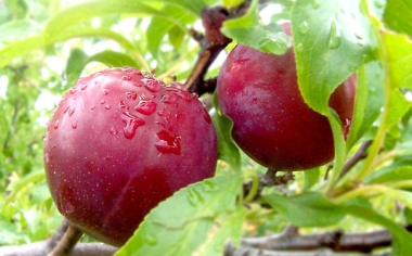 Trái Cây Nhập Khẩu Tại Quận 8 - Minh Phương Fruit