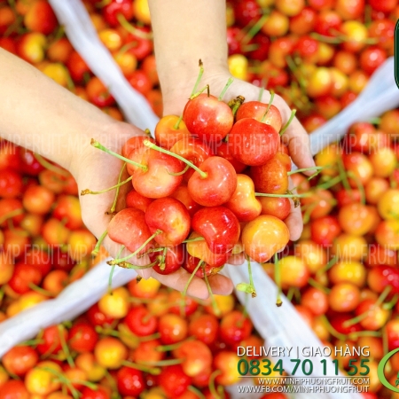 Cherry Vàng Mỹ Size 9 - Rainier Cherry 