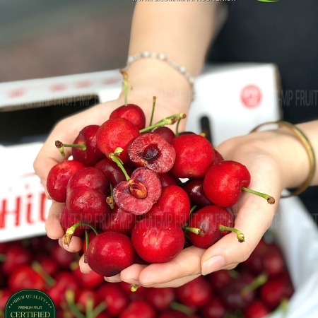 Cherry Đỏ Mỹ Size 9.5 | Hilltop