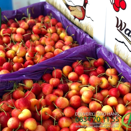 Cherry Vàng Washington Mỹ Size 8.5 - Rainier Cherry Size 8.5 | Walla Walla