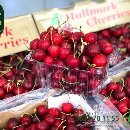 Cherry Đỏ Úc Size 30 - 32 | Hallmark