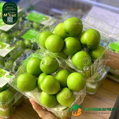 Táo Mật Giống Đài Loan - Táo Sữa Giống Đài Loan - Taiwanese Green JuJube Fruit