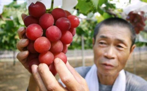 Trái Cây Nhập Khẩu Quận Bình Thạnh  - MP Fruit
