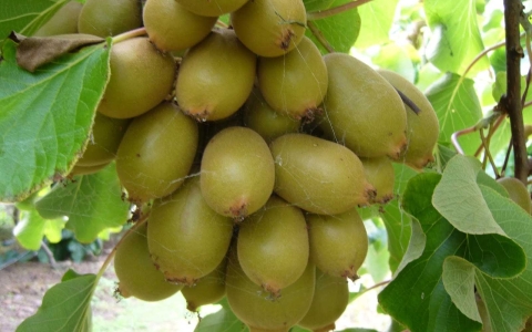 Trái Cây Nhập Khẩu Tại Quận 11 - Minh Phương Fruit