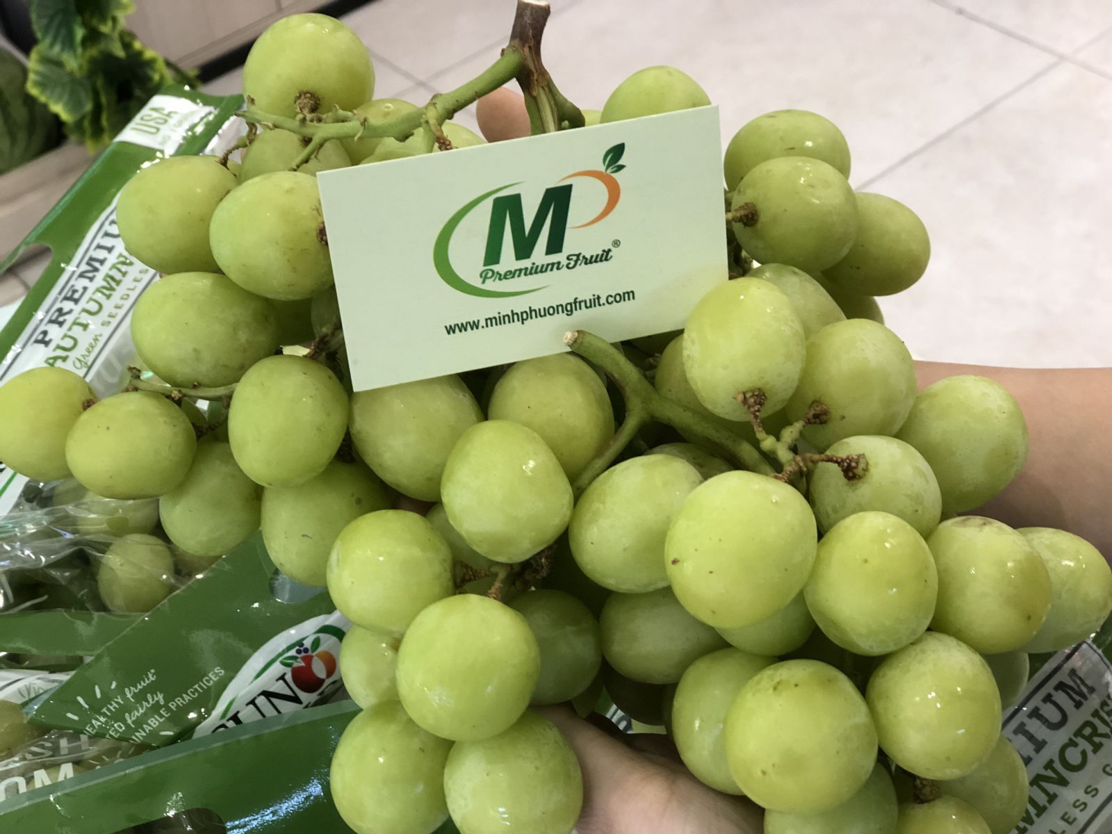 Nho Xanh AutumnCrisp® Sun World Mỹ tại MP Fruit