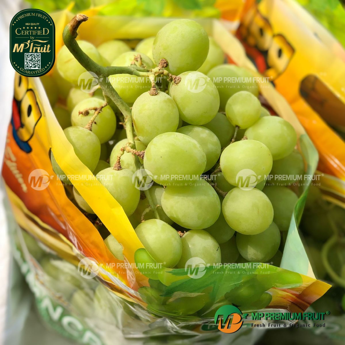Nho Xanh AutumnCrisp® IPG Mỹ tại MP Fruit