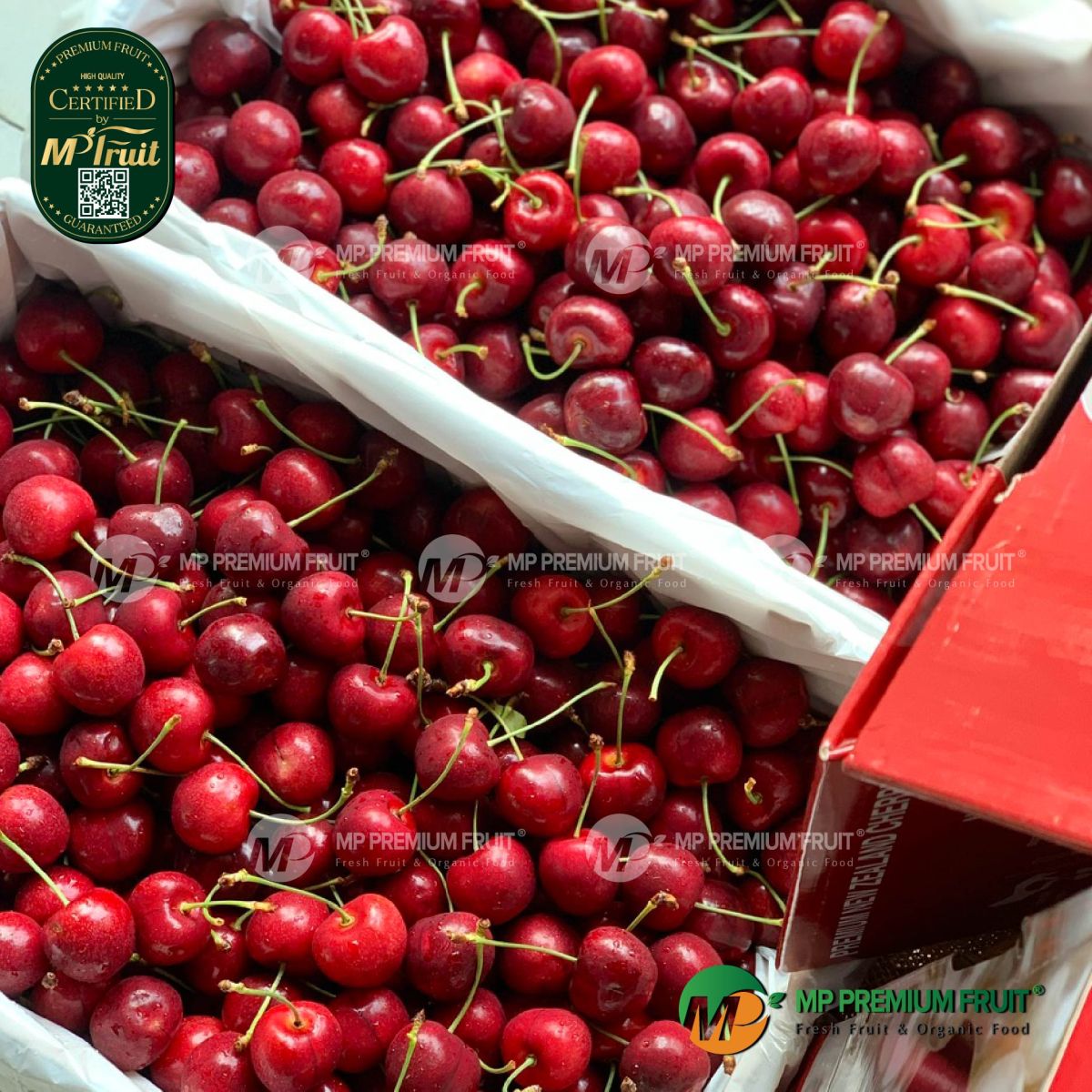 Cherry Đỏ New Zealand Size 30+ | Red Pearl tại MP Fruit