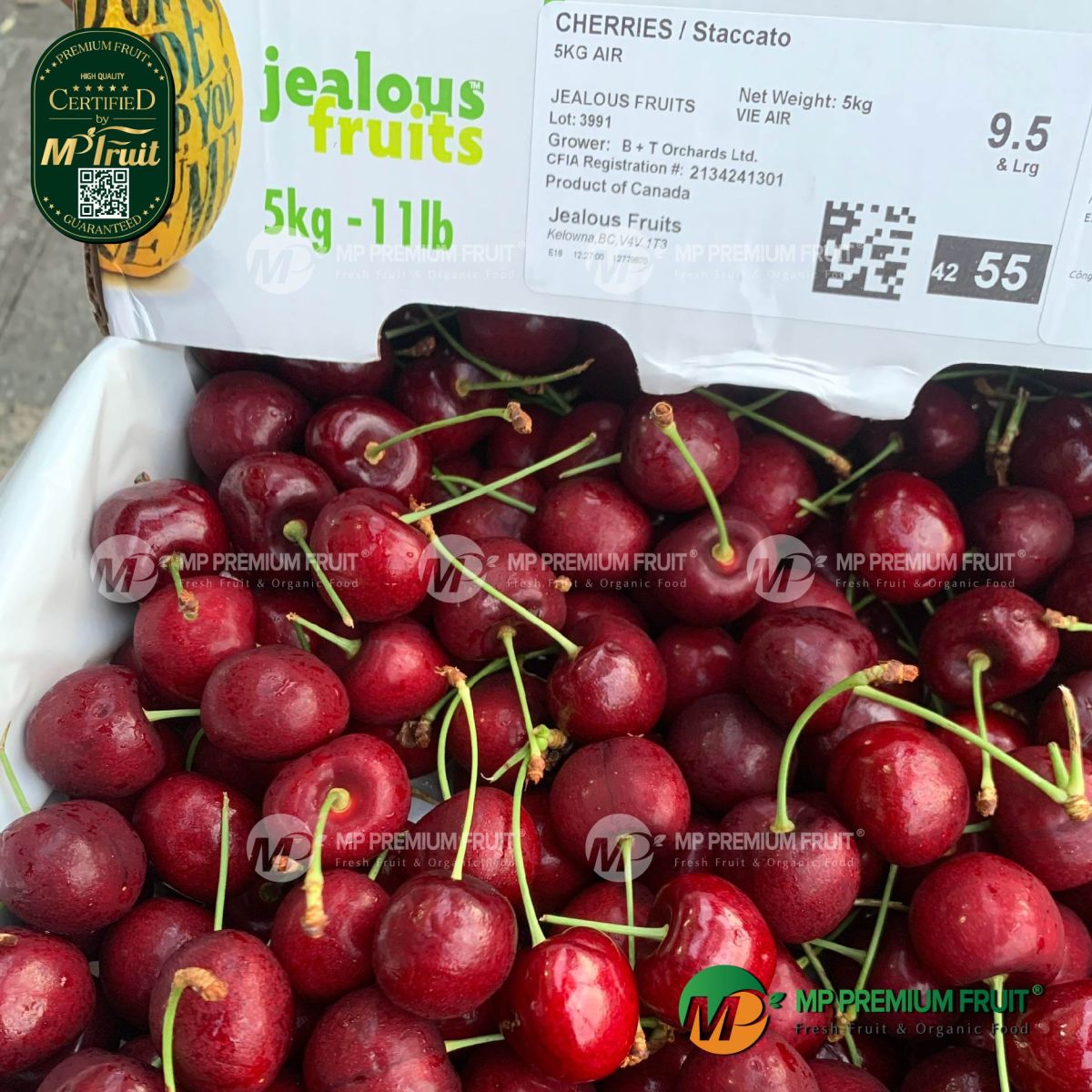 Cherry Đỏ Jealous Canada Size 9.5 tại MP Fruit