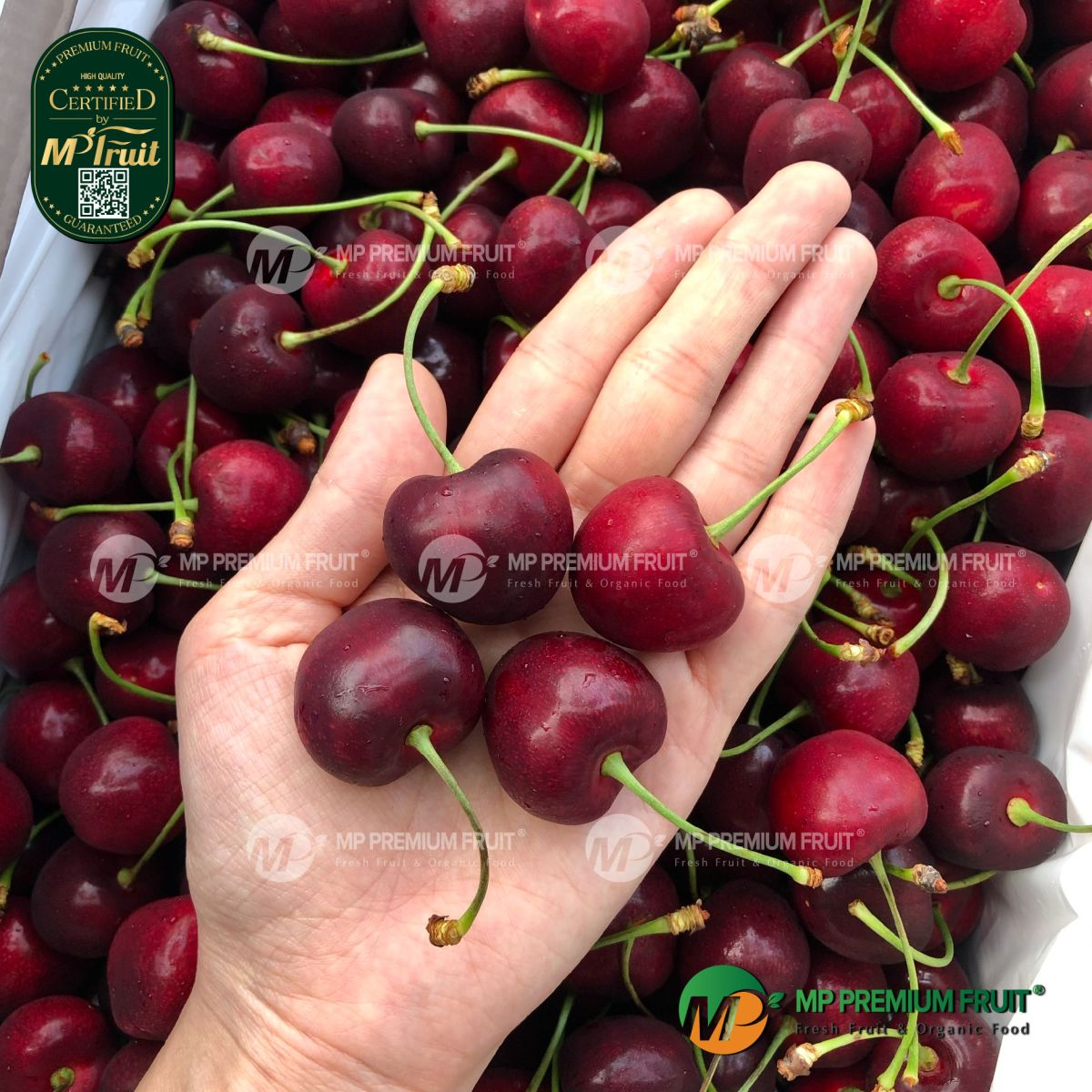 Cherry Đỏ New Zealand Size 26+ tại MP Fruit