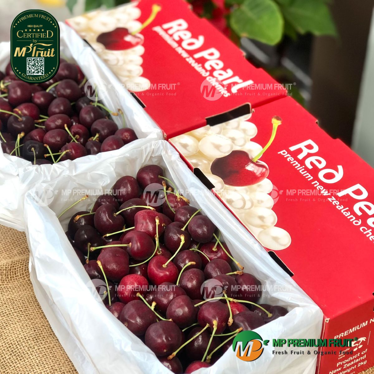 Cherry Đỏ New Zealand Size 30+ | Red Pearl - Hộp 2kg tại MP Fruit