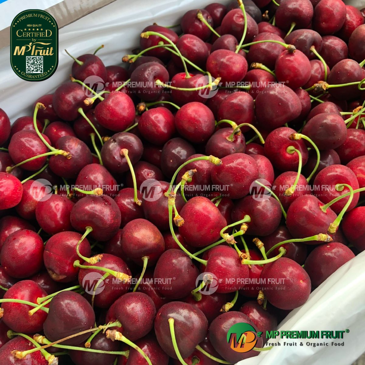 Cherry Đỏ New Zealand Size 26+ tại MP Fruit