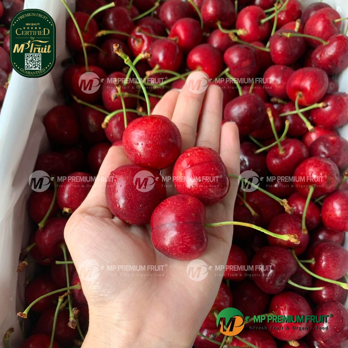 Cherry Đỏ New Zealand Size 30+ | Red Pearl tại MP Fruit