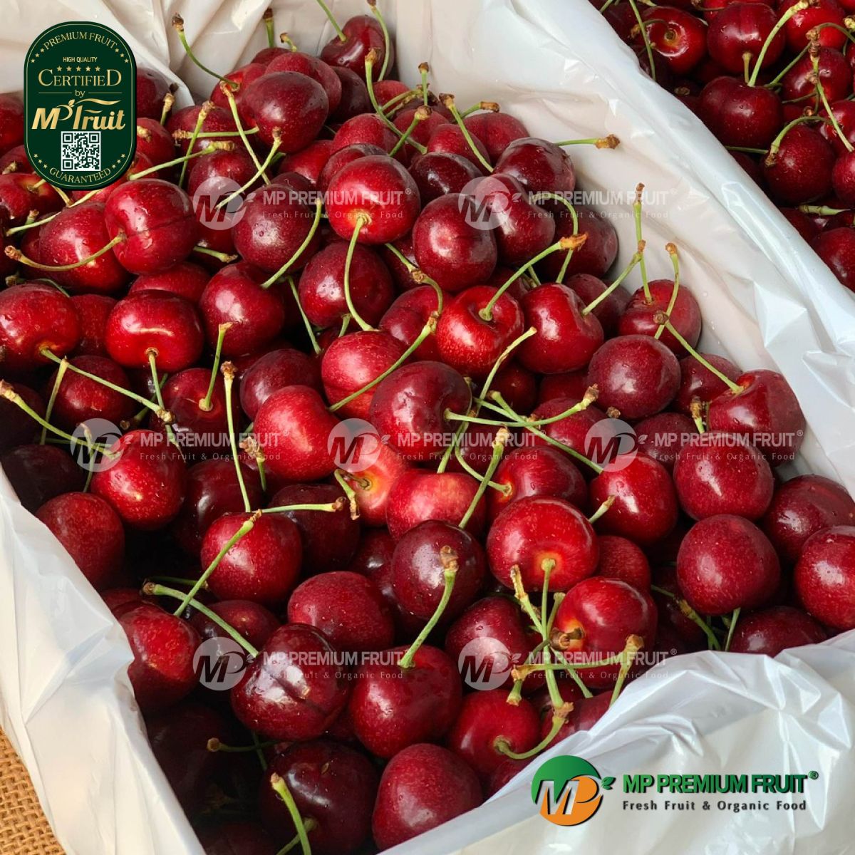 Cherry Đỏ New Zealand Size 30+ | Red Pearl tại MP Fruit