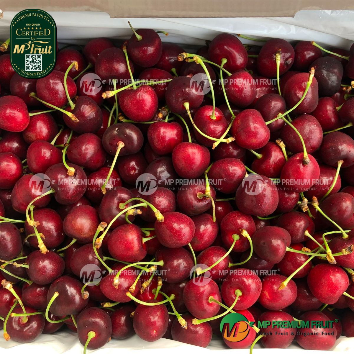 Cherry Đỏ New Zealand Size 26+ tại MP Fruit