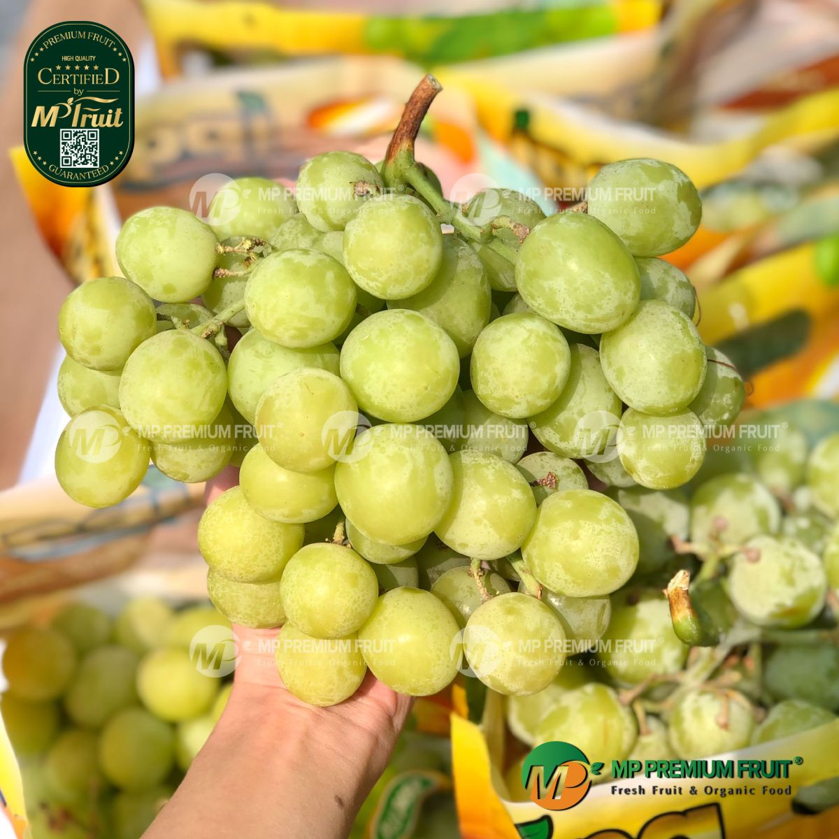 Nho Xanh AutumnCrisp® IPG Mỹ tại MP Fruit