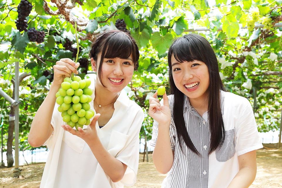 Nho Mẫu Đơn Shine Muscat Nagano Nhật Bản - MP Fruit