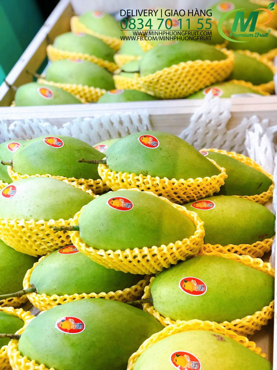 Xoài Cát Hòa Lộc - Mango King - MP Fruit