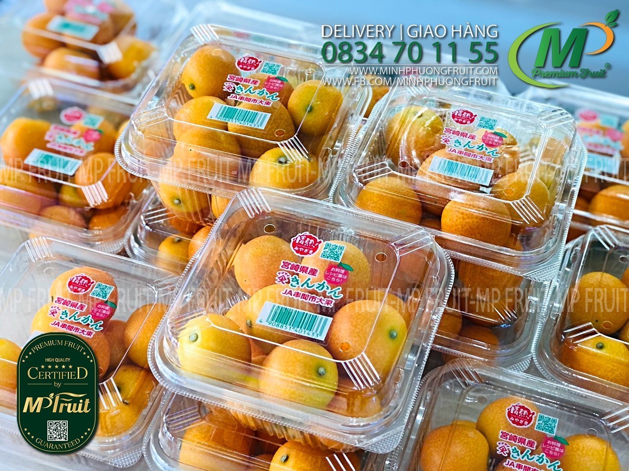 Tắc Kinkan Nhật Bản - Quất Kinkan Nhật Bản tại MP Fruit
