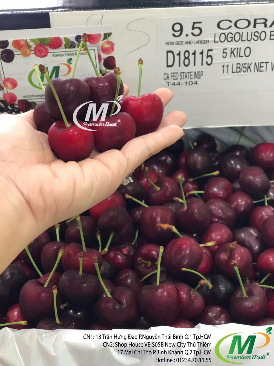 Cherry Đỏ Mỹ tại MP Fruits