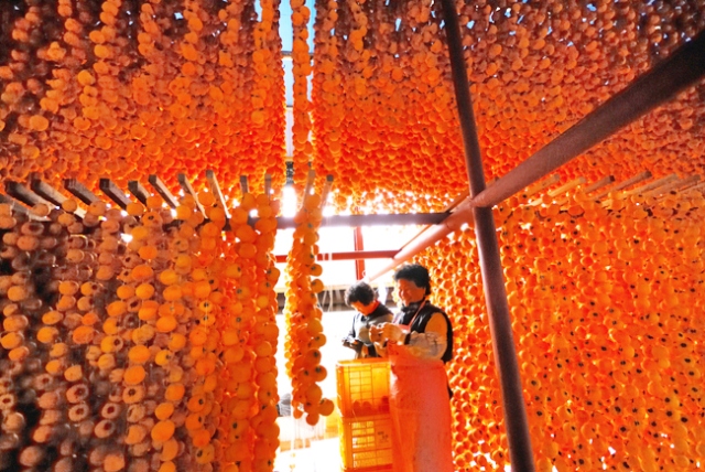 Cách phơi sấy hồng dẻo một nắng của người Hàn Quốc - MP Fruits