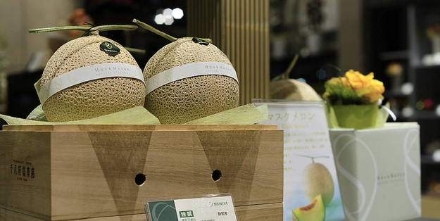 Dưa Lưới Musk Melon tại thị trường Nhật Bản - MP Fruits