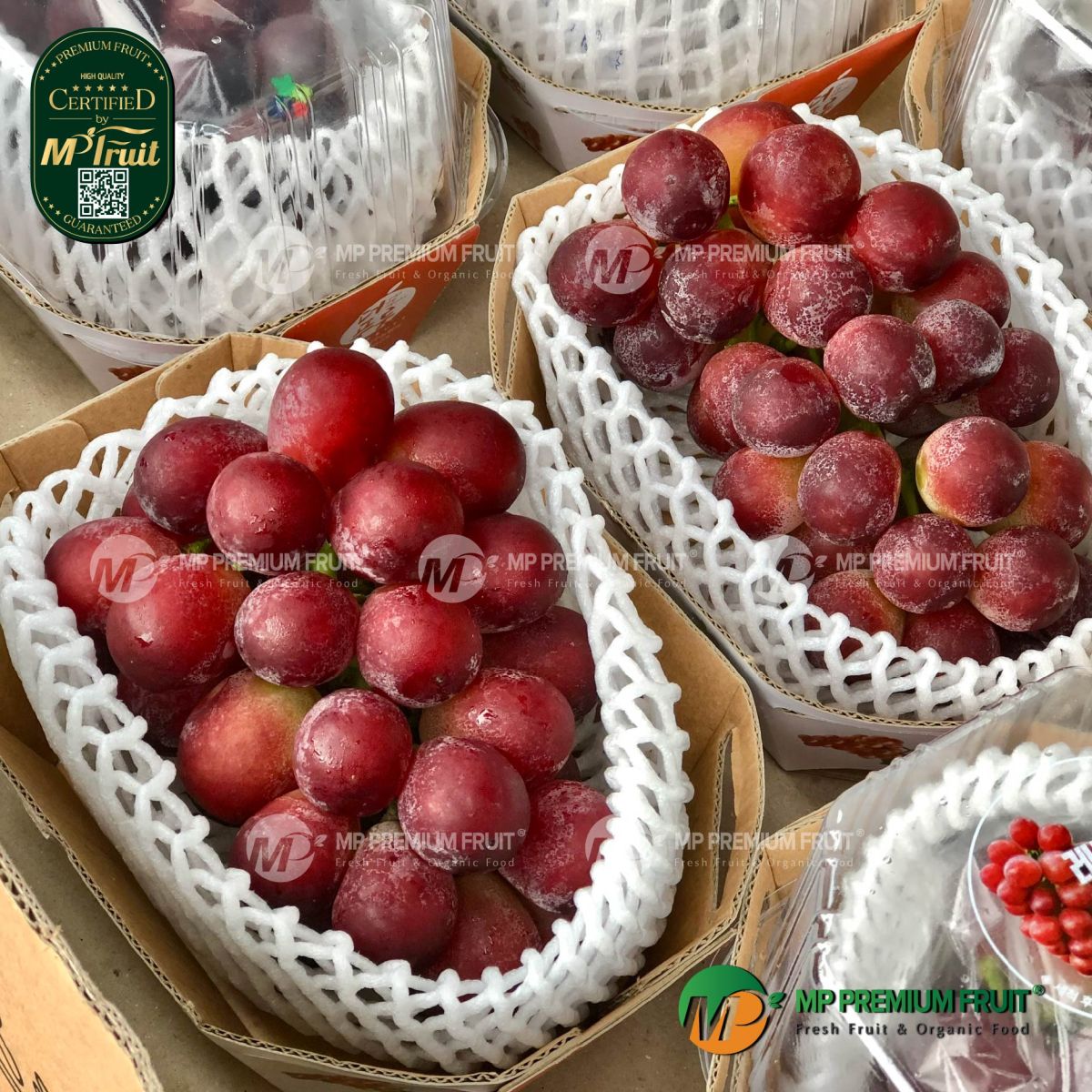 Nho Đỏ Red Claret Hàn Quốc | K-grape tại MP Fruit