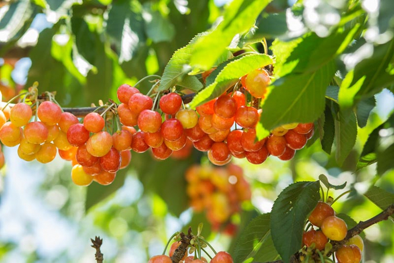 Quả Cherry Vàng New Zealand - MP Fruit