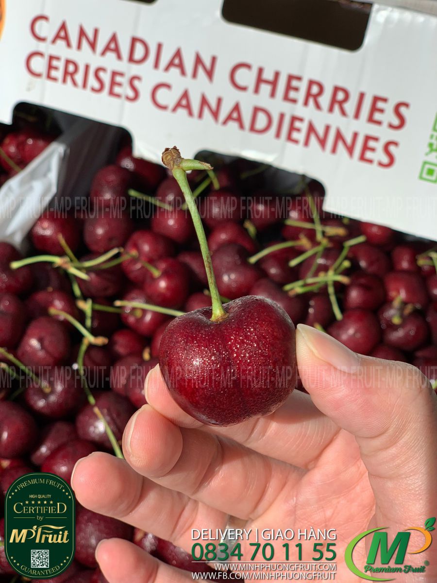 Cherry Đỏ Jealous Canada Size 8.5 tại MP Fruits