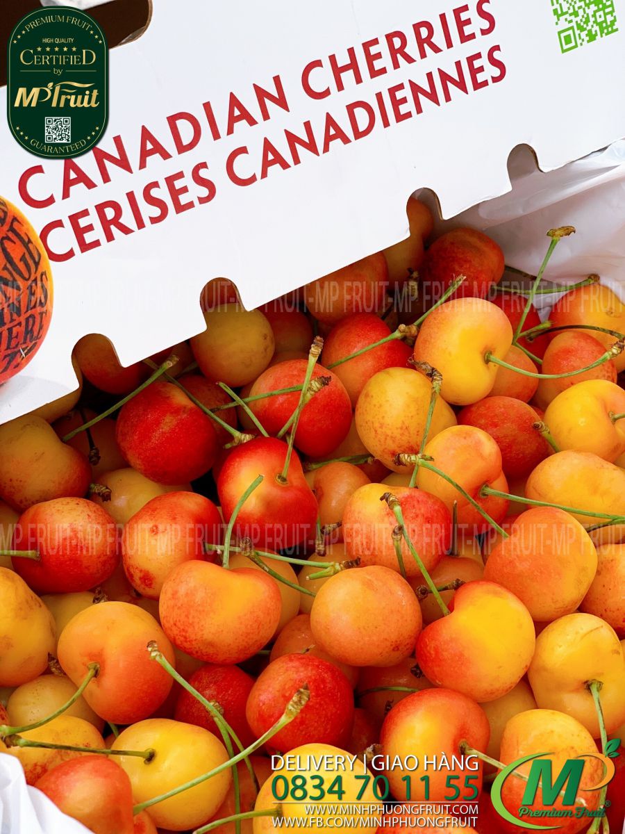 Cherry Vàng Jealous Canada Size 8.5 tại MP Fruits