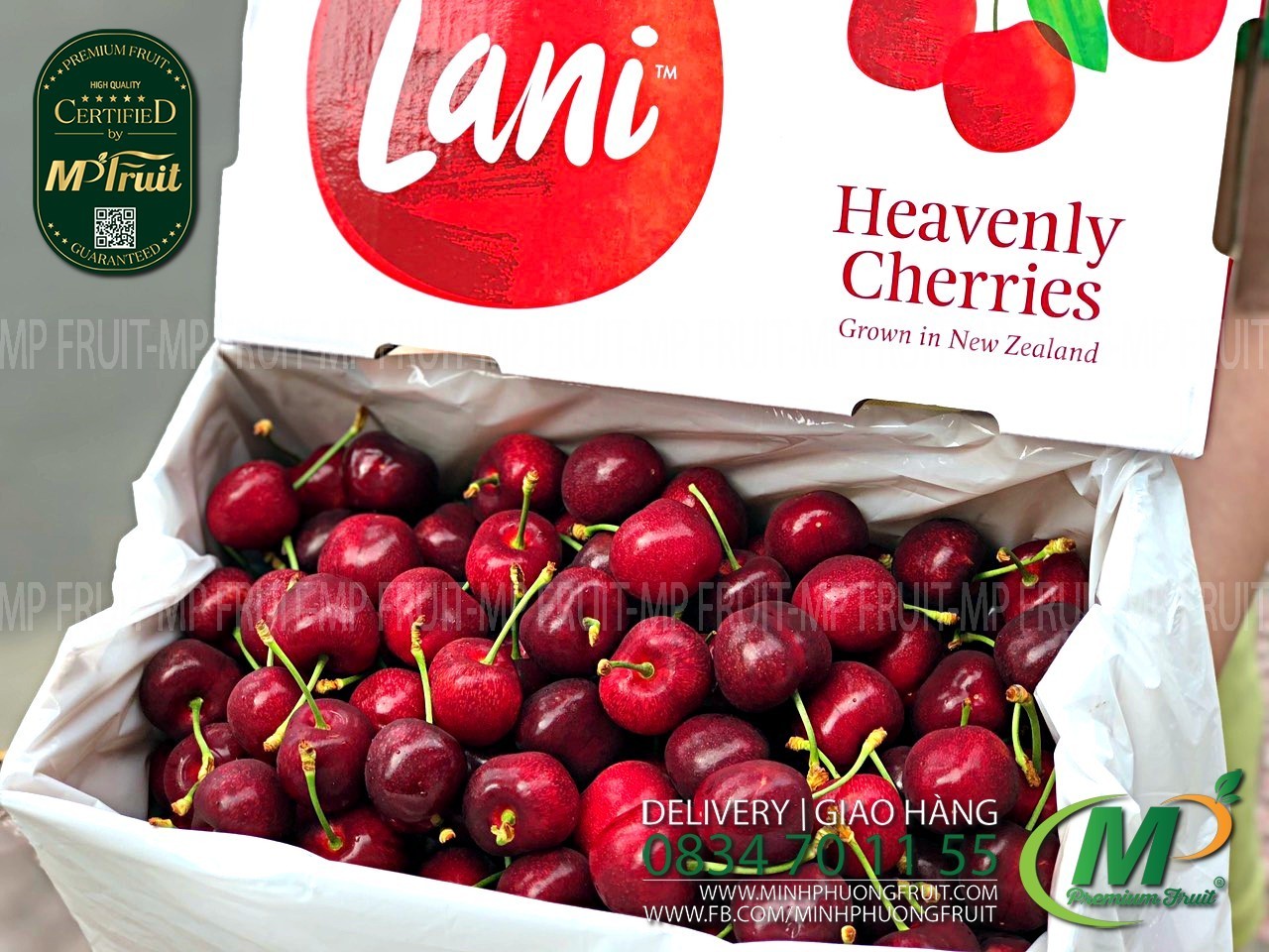 Cherry Đỏ Lani New Zealand Size 28+ tại MP Fruits