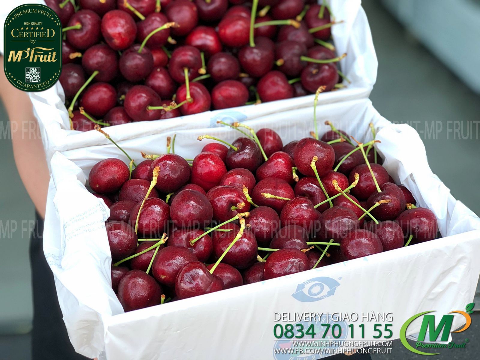 Cherry Đỏ Tasmania Size 32-34 | 43° South thương hiệu uy tín của Úc tại MP Fruit
