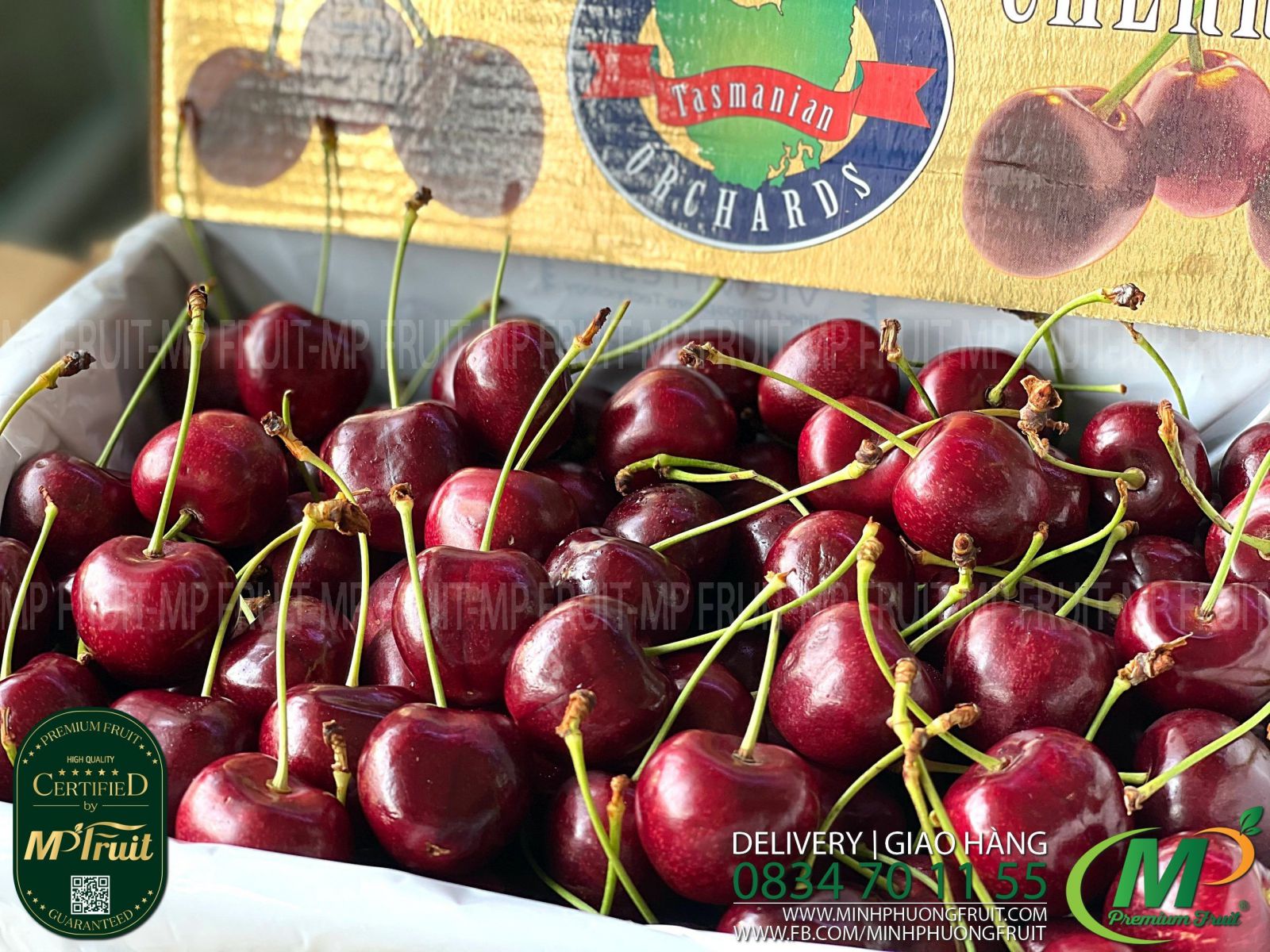 Cherry Đỏ Tasmania Úc Size 32-34 | Hansen Orchards - Hộp 2kg thương hiệu lâu năm của Úc tại MP Fruit