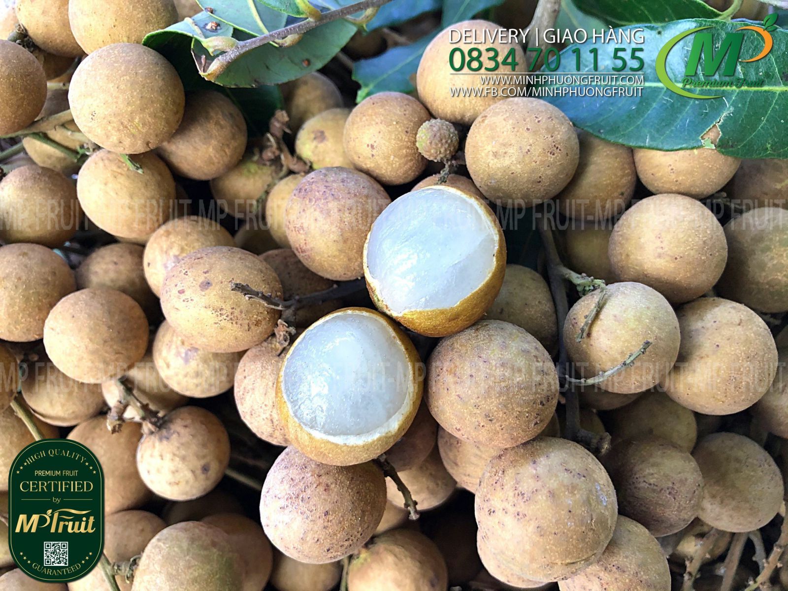 Quả Nhãn Hương Chi Daklak tại MP Fruit