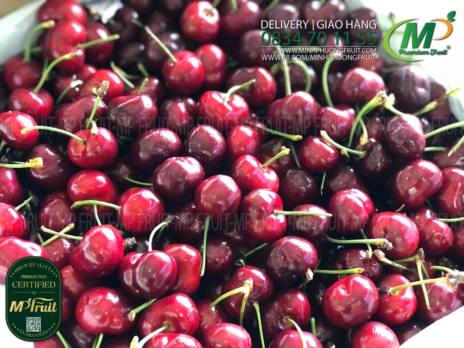 Cherry Đỏ Mỹ Size 8.5 | Sequoia tại MP Fruits