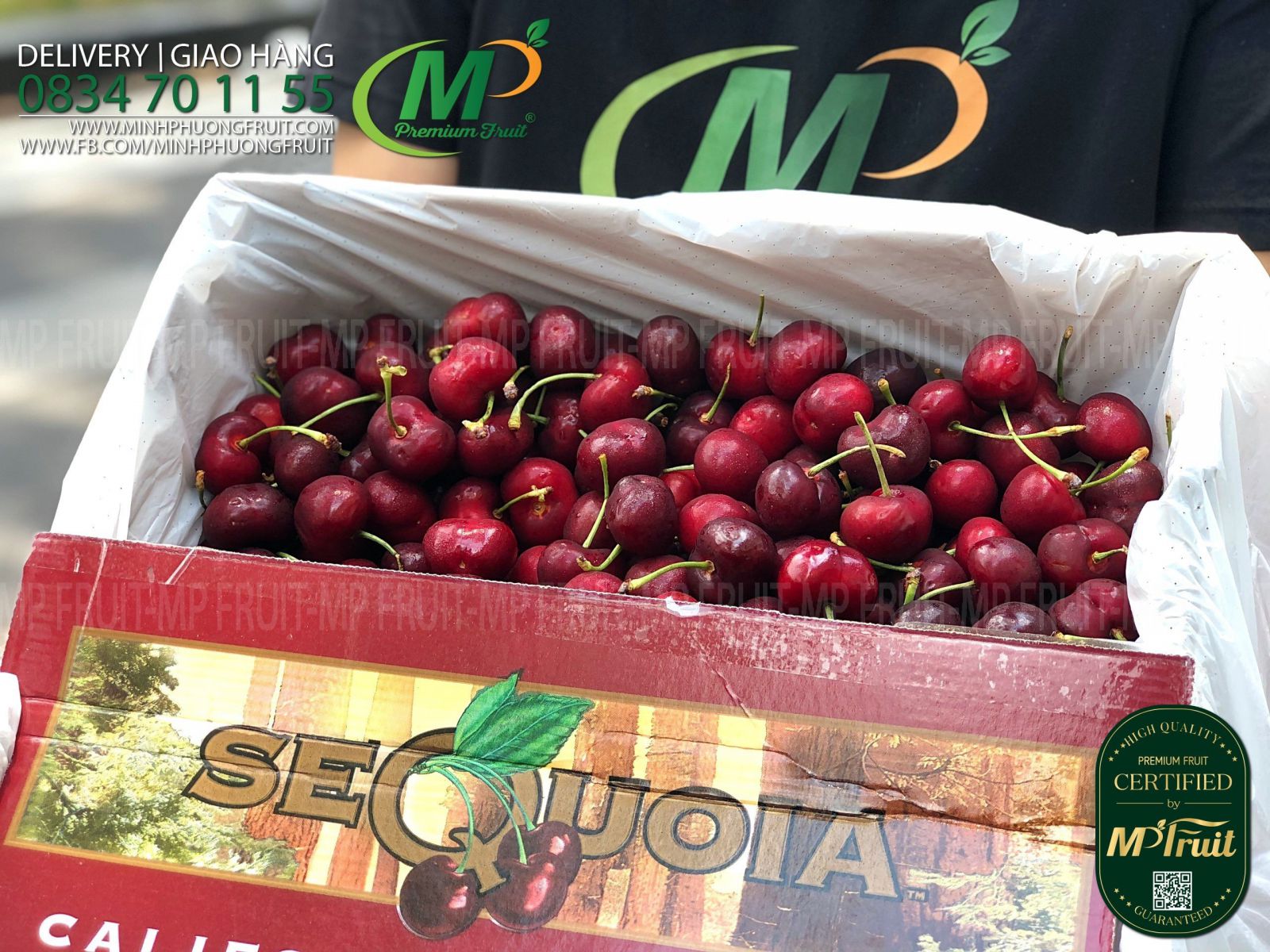 Cherry Đỏ Mỹ Size 8 | Sequoia tại MP Fruits