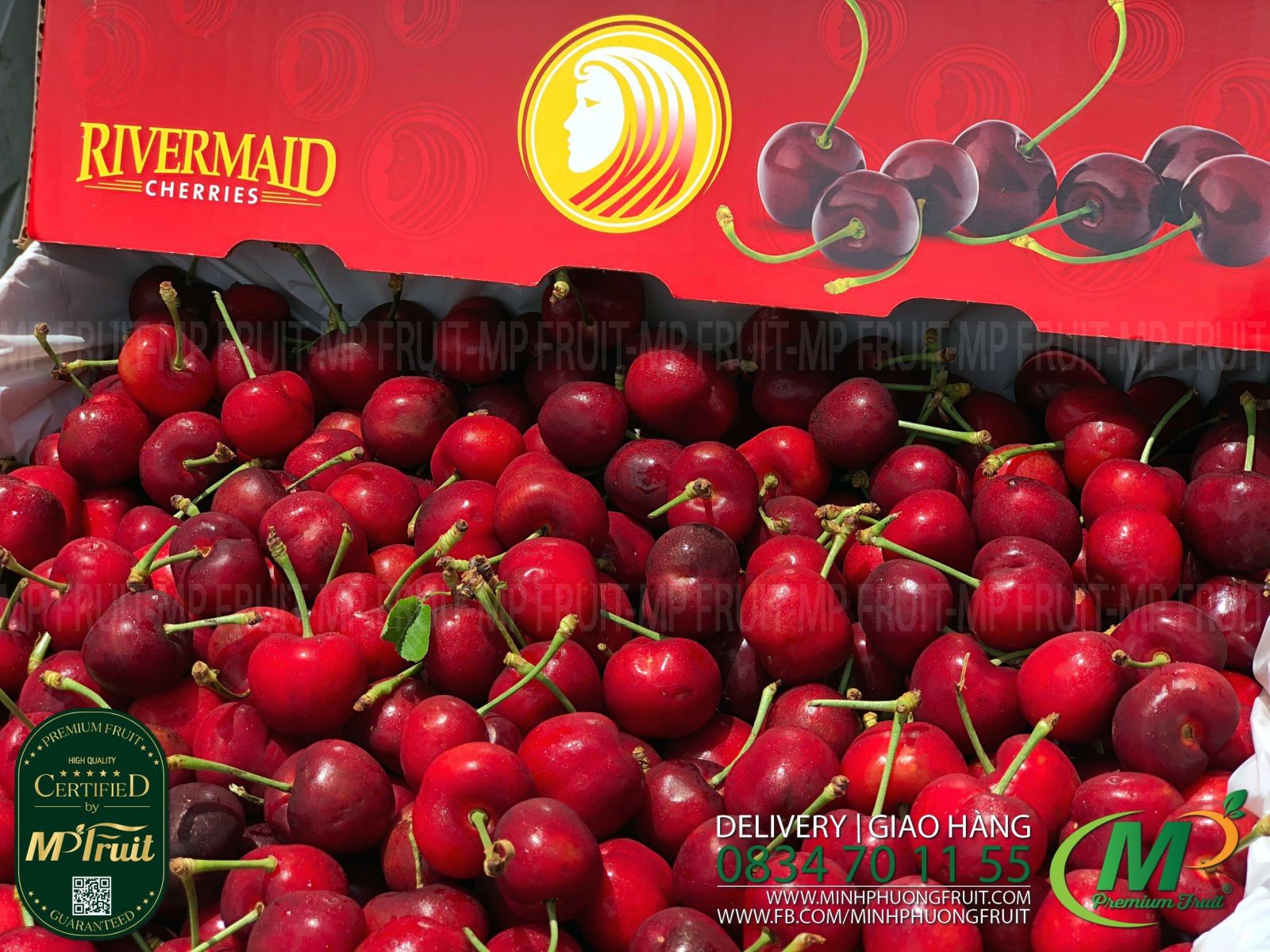 Cherry Đỏ Mỹ Size 9 | Rivermaid tại MP Fruits