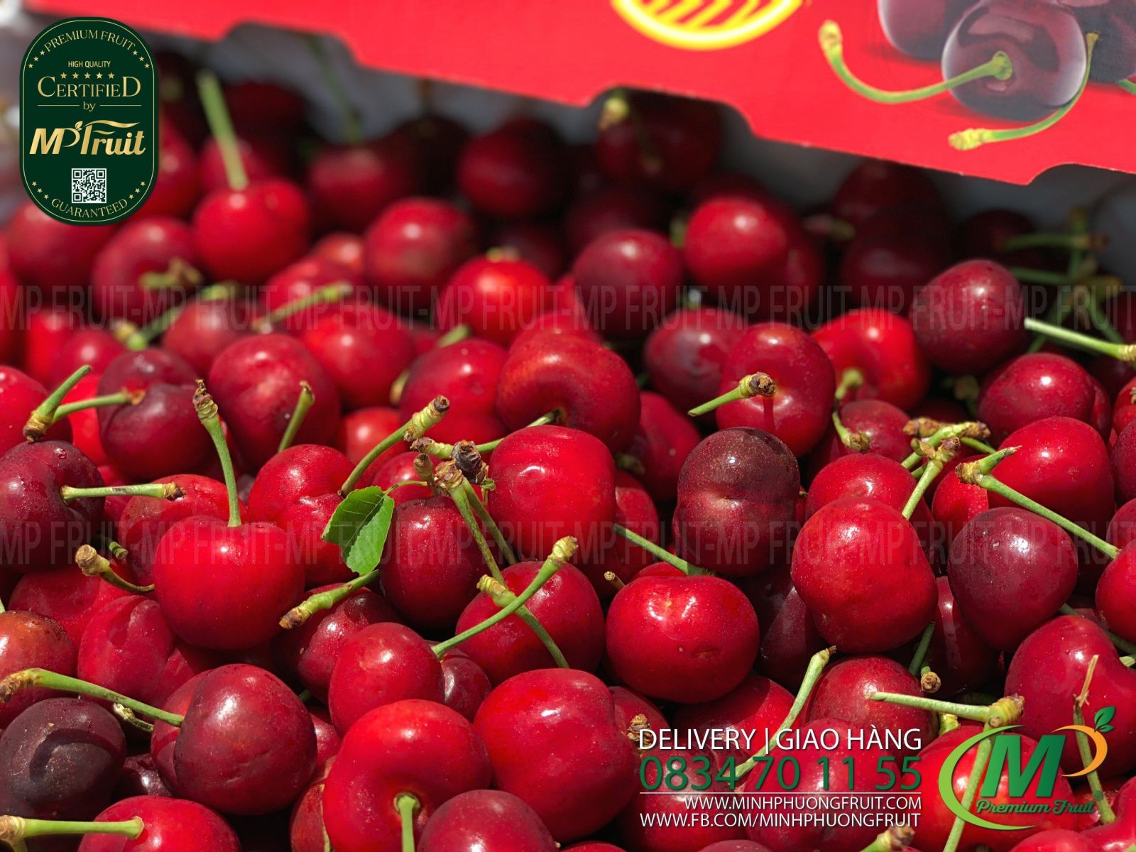 Cherry Đỏ Mỹ Size 9 | Rivermaid tại MP Fruits