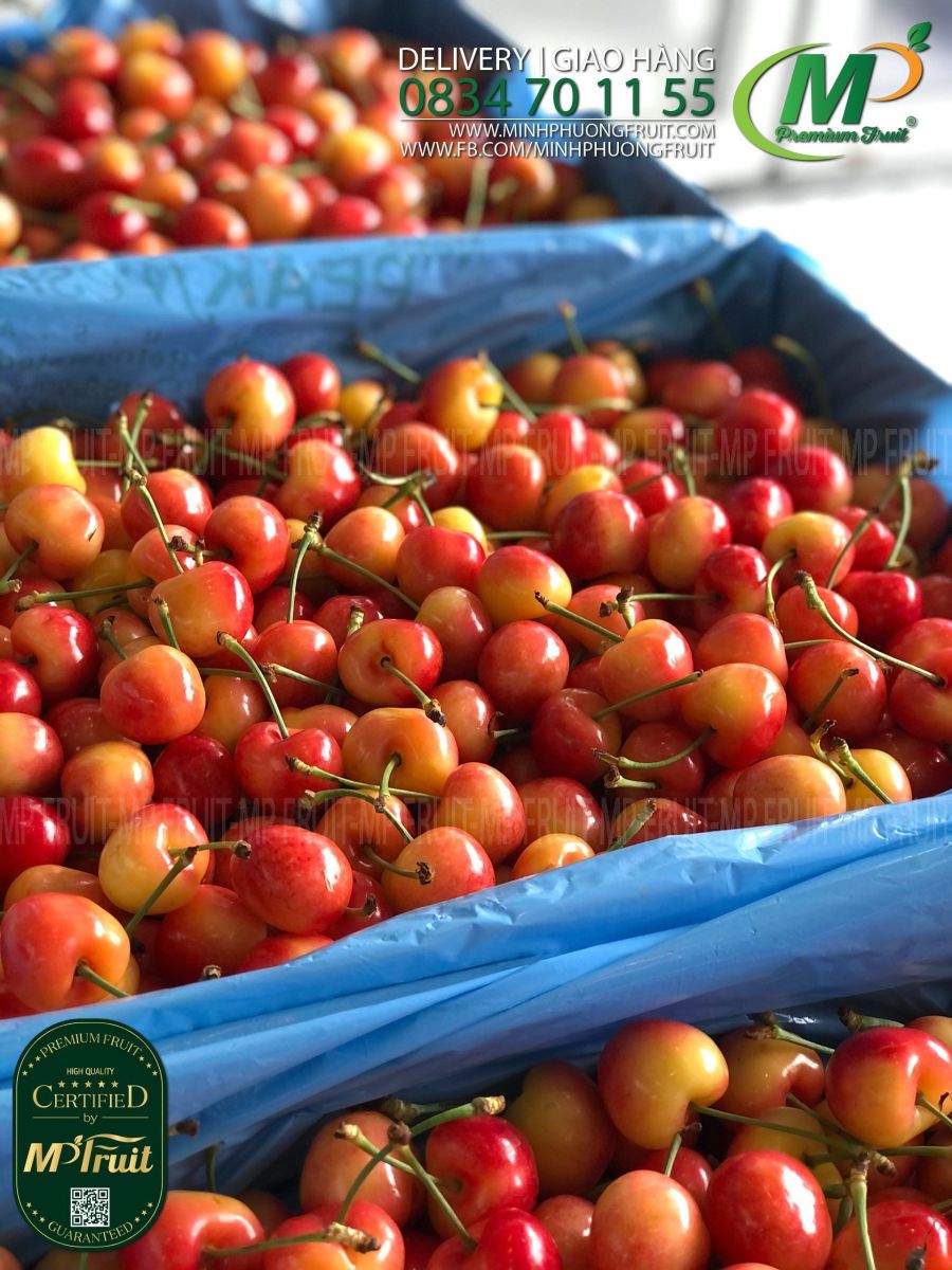 Cherry Vàng Mỹ - Rainier Cherry USA | Appleoosa tại MP Fruits