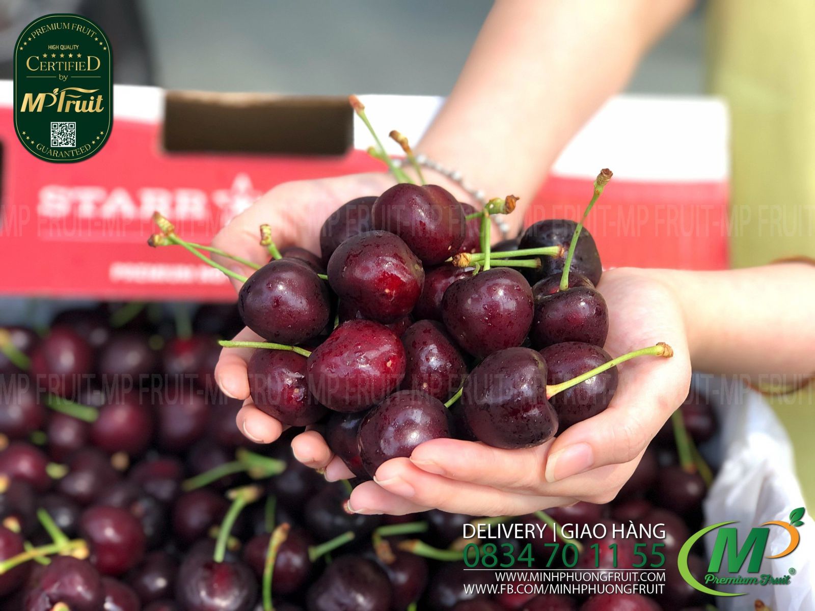 Cherry Đỏ Mỹ Size 9 | Starr Ranch tại MP Fruits