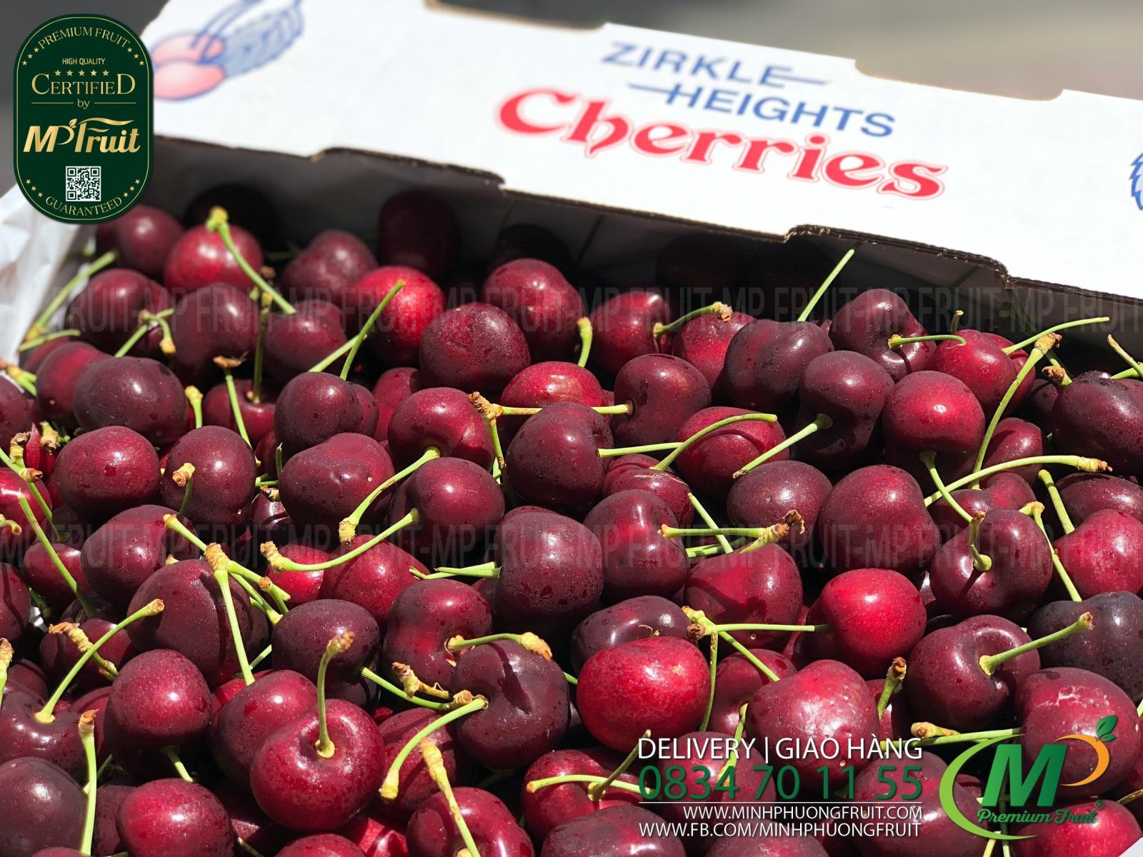 Cherry Đỏ Mỹ Size 8.5 | Zirkle tại MP Fruits