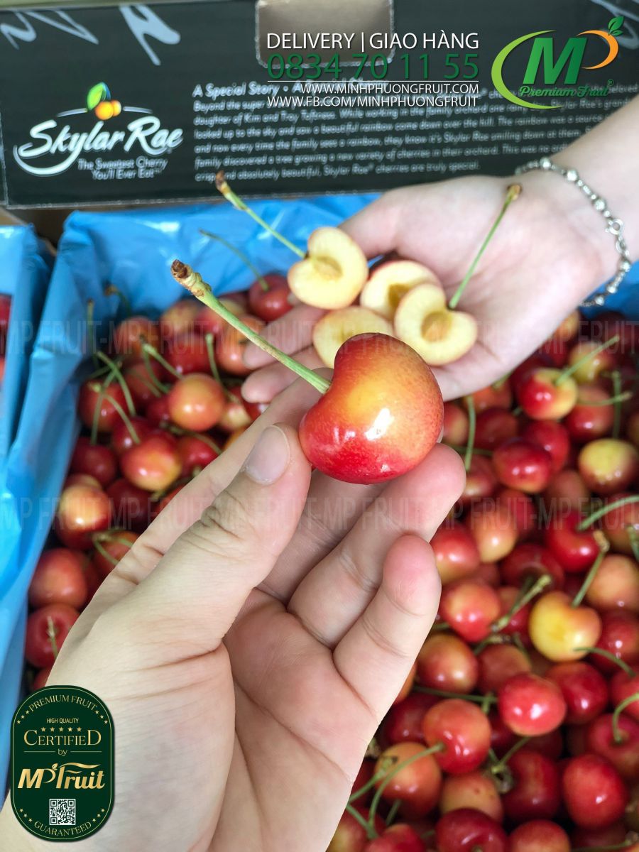 Cherry Vàng Mỹ - Rainier Cherry USA | Skylar Rae tại MP Fruits