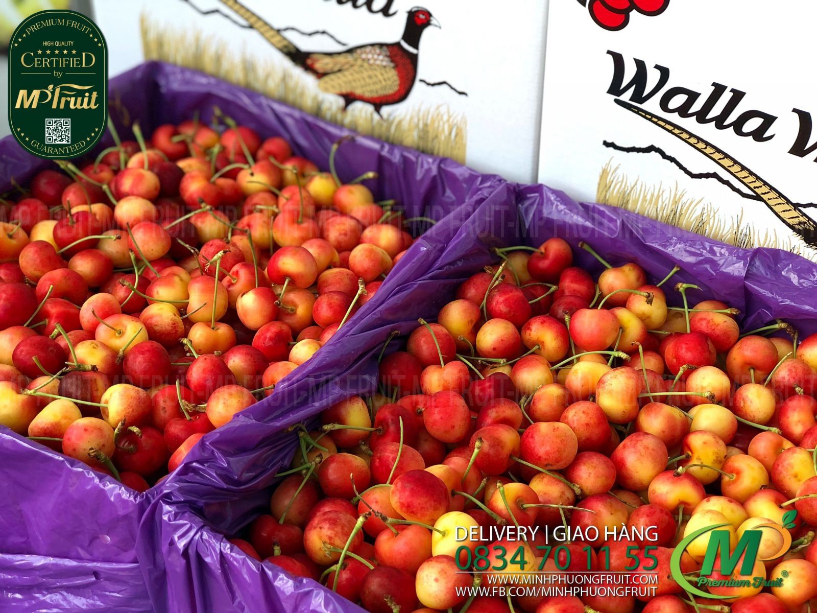 Cherry Vàng Mỹ - Rainier Cherry USA | Walla Walla tại MP Fruits