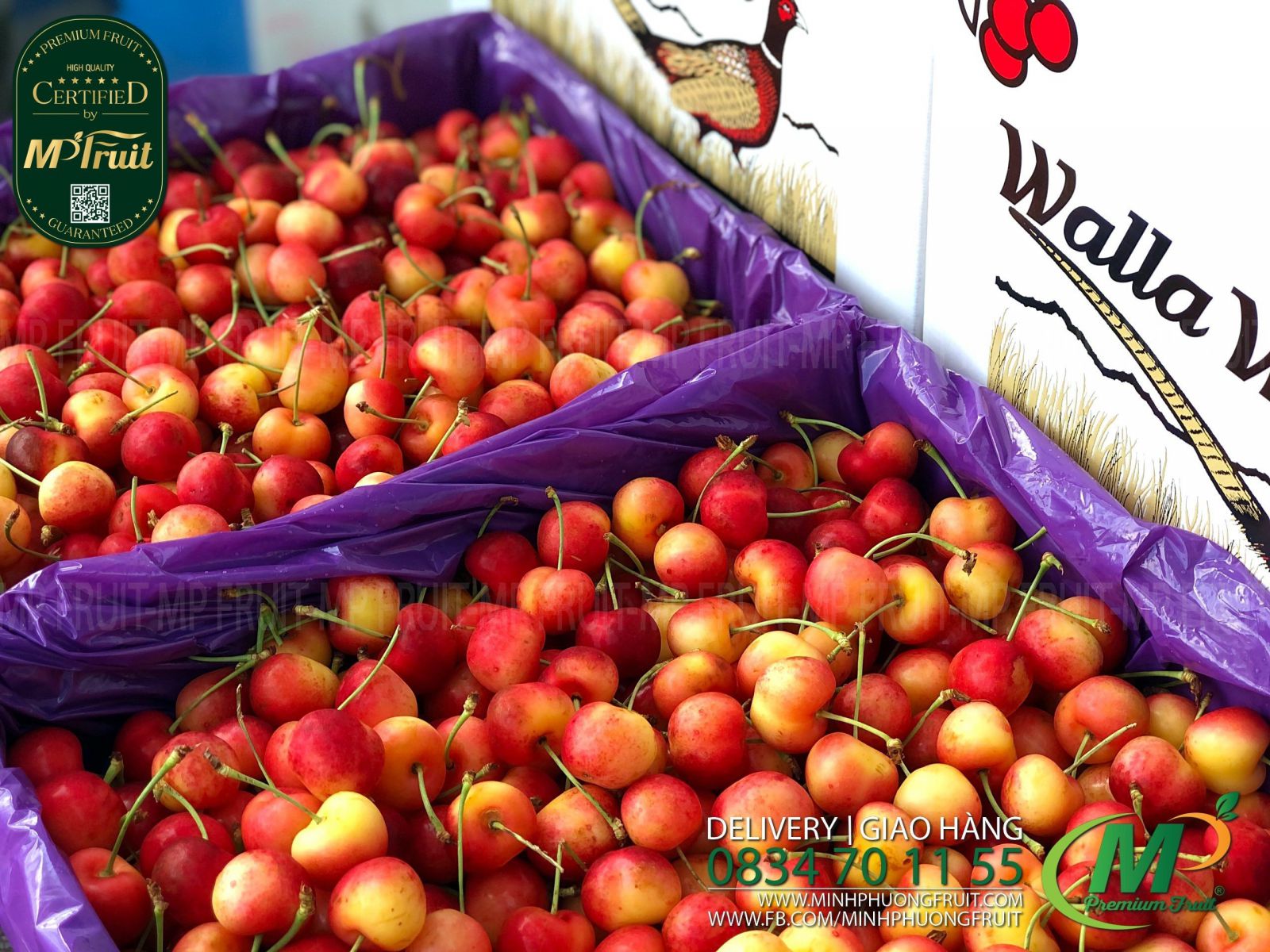 Cherry Vàng Mỹ - Rainier Cherry USA | Walla Walla tại MP Fruits