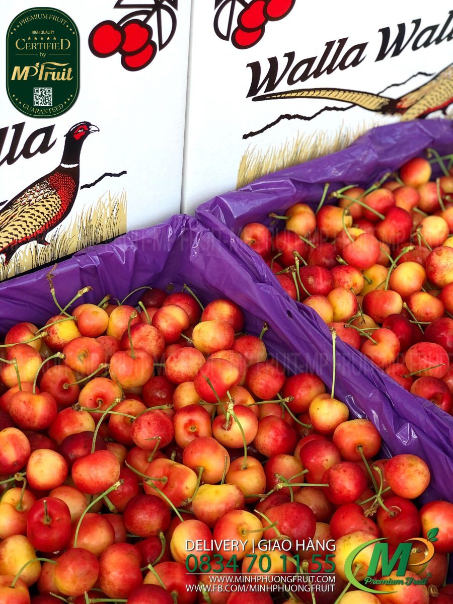 Cherry Vàng Mỹ - Rainier Cherry USA | Appleoosa tại MP Fruits