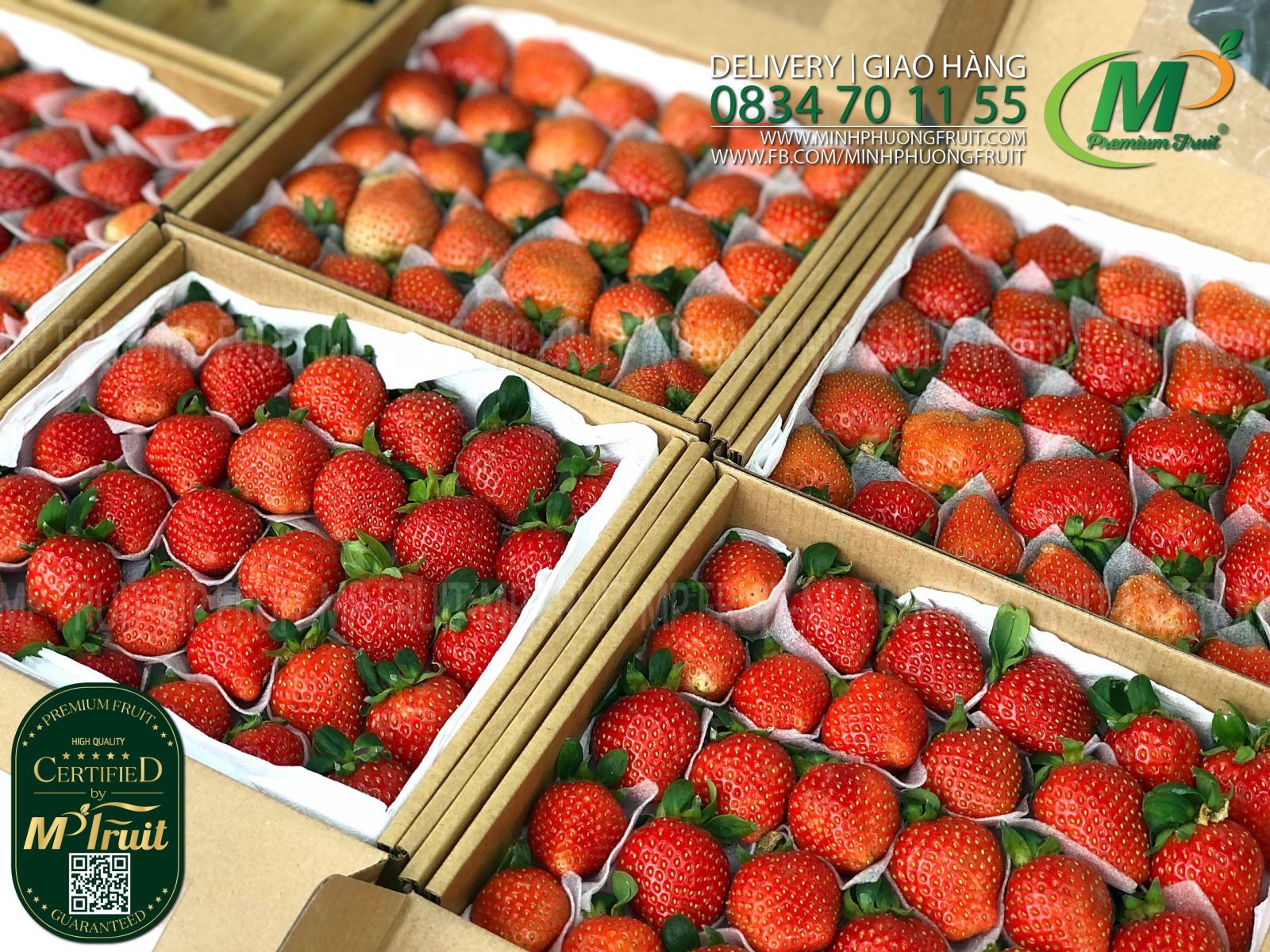 Dâu Tây Giống Hàn Quốc | Hi Farm - Hộp 500g tại MP Fruits