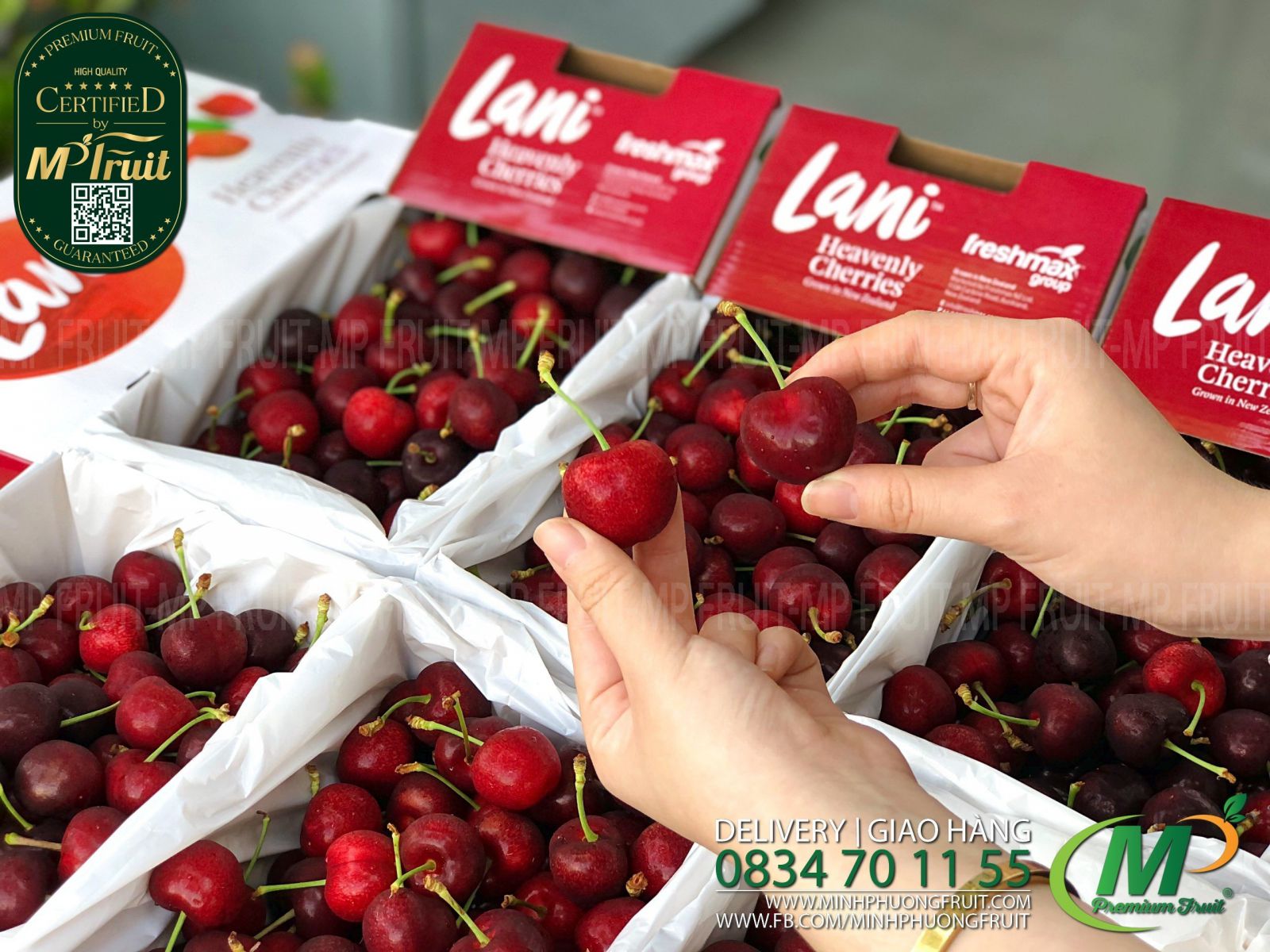 Cherry Đỏ Lani New Zealand Size 30+ tại MP Fruits