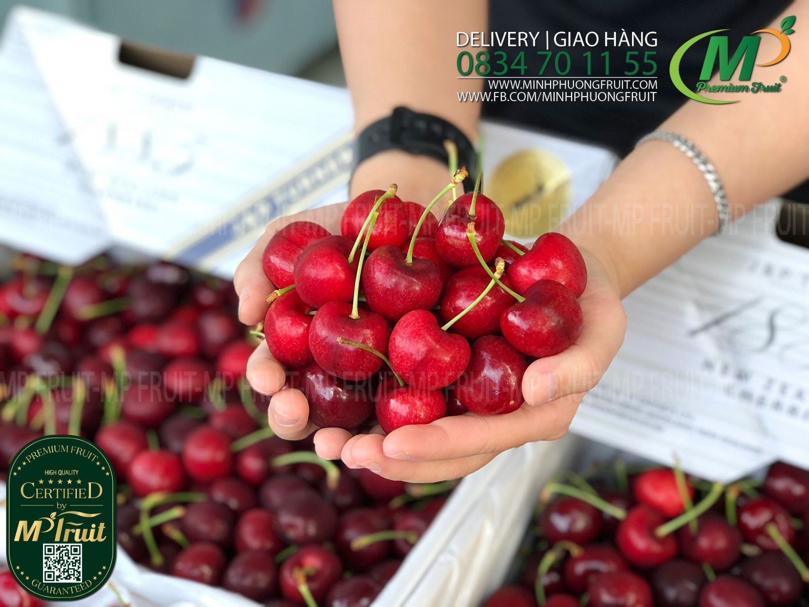 Cherry Đỏ New Zealand Size 28+ | J&P Turner tại MP Fruits